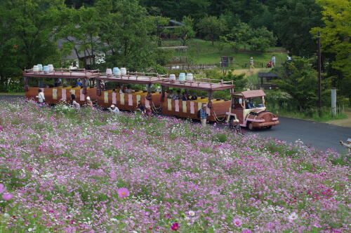 花の丘のコスモス