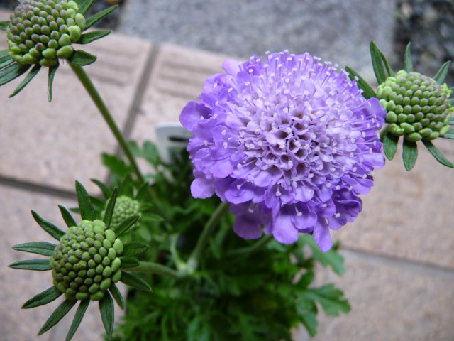 498 松虫草