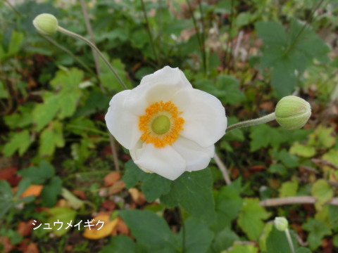 150930shumegikushiro.jpg