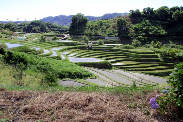 IMG_6442下赤坂棚田.jpg