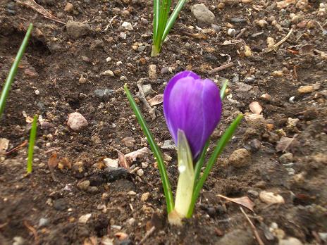 クロッカス