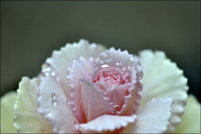 ハボタン　14.3.15