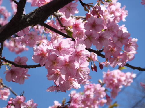 三浦海岸の河津桜