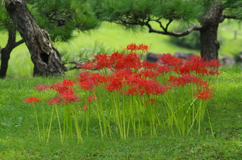 旧芝離宮恩賜庭園にて