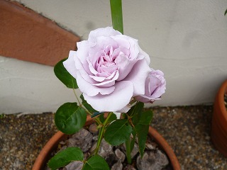 P1180627ss.jpg
