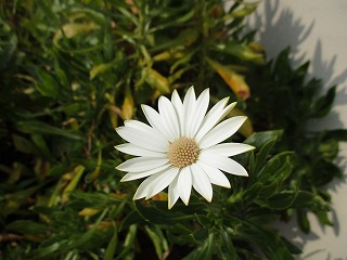 IMG_6526ss.jpg