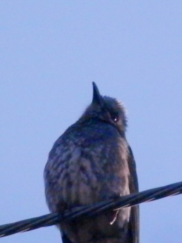 ヒヨドリ　3.26　ｓｓ　2015