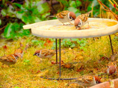 餌に集まるスズメ13：48