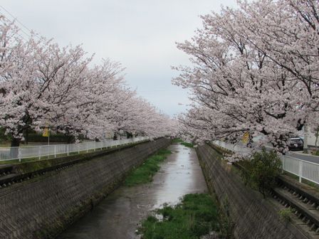 15.04.04桜２.JPG