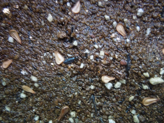 パキポ種まき5-4ｰ2