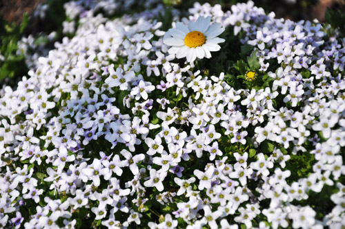 花１