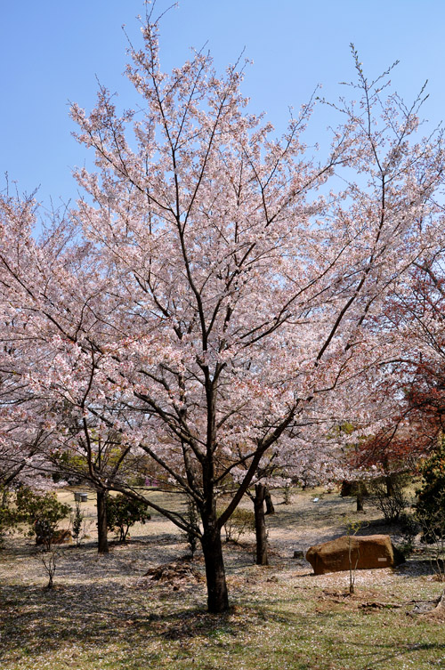 桜３