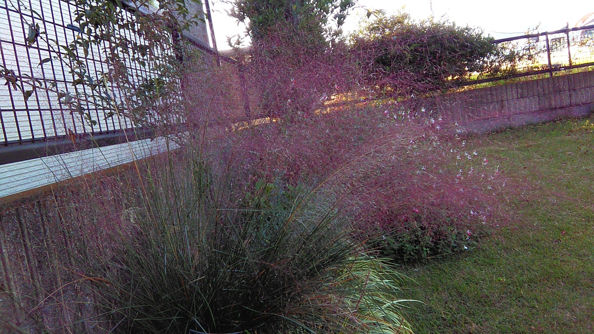 ミューレンベルギア カピラリス Miraiの庭 つれづれに 楽天ブログ