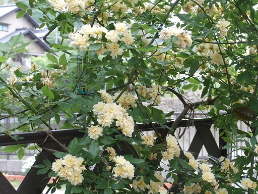 モッコウ薔薇４.jpg