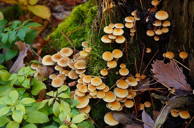 白馬の秋2013 015.jpg