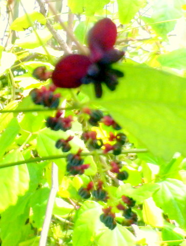 アケビの雌花と雄花