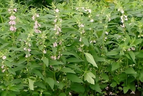 夏になると葉のつけ根に釣鐘型の花を おかしな仕事 楽天ブログ