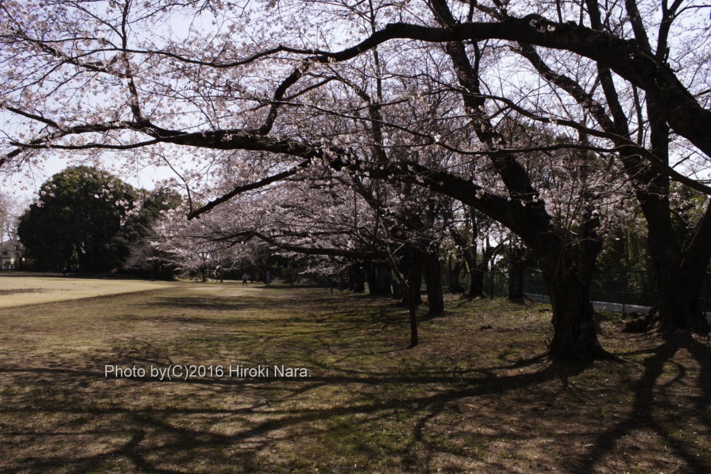 光景　sight0501 桜　サクラ　cherry blossom 春　spring