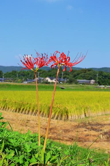 DSC_0285.JPG