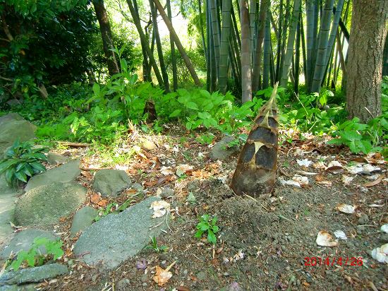 花、再び、、、 032.jpg