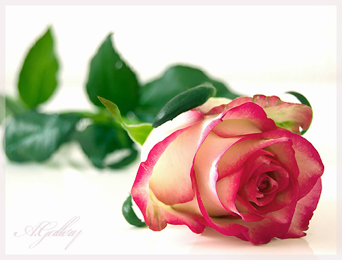 pink-rose.jpg