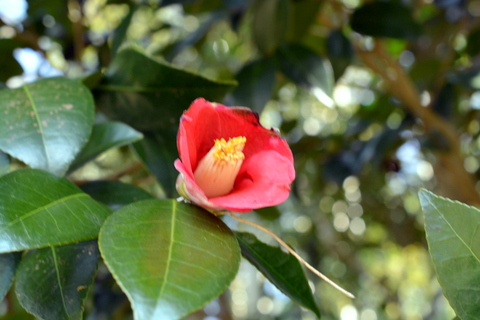 椿の花一輪