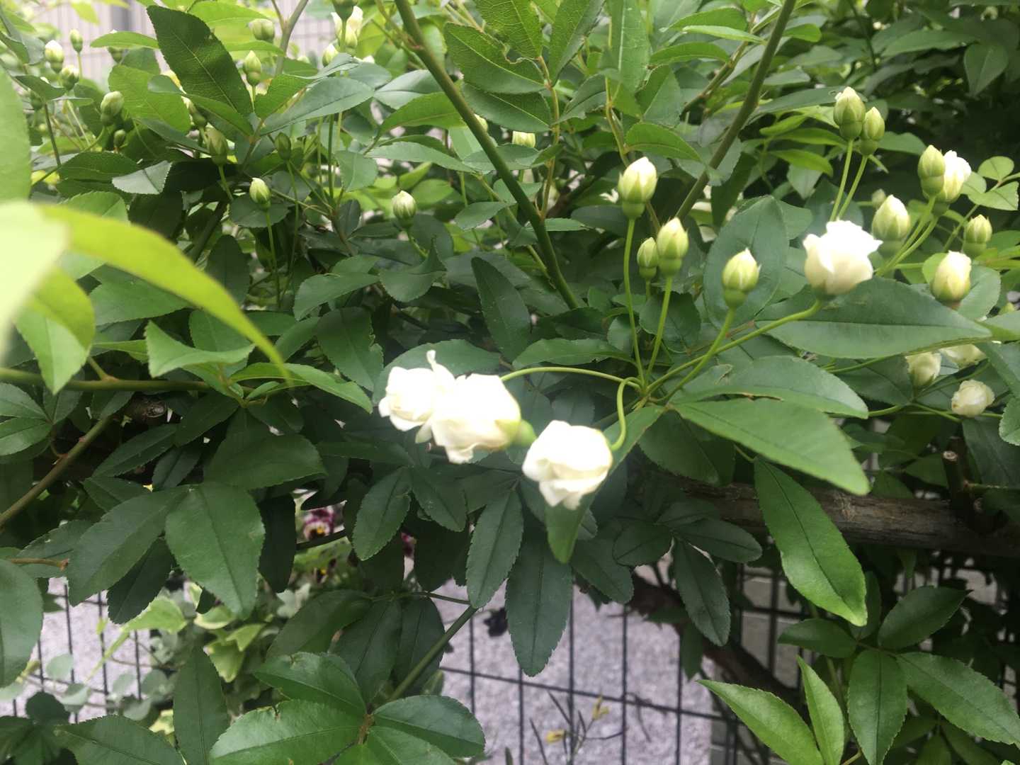 ハナミズキとモッコウバラ開花 Jupiterのシェードガーデン 楽天ブログ