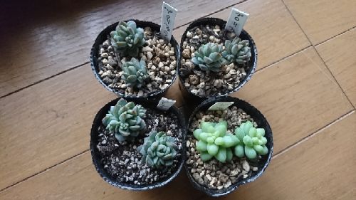 rblog-20190102144325-02.jpg