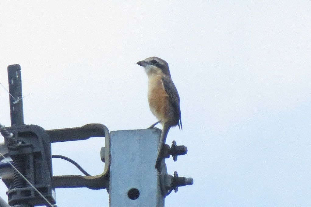 鳥；モズの高鳴き、カワセミ♂、ガビチョウ、メジロ、キセキレイ、稲穂