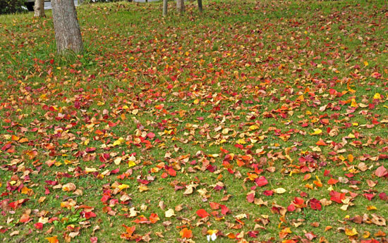 紅葉２