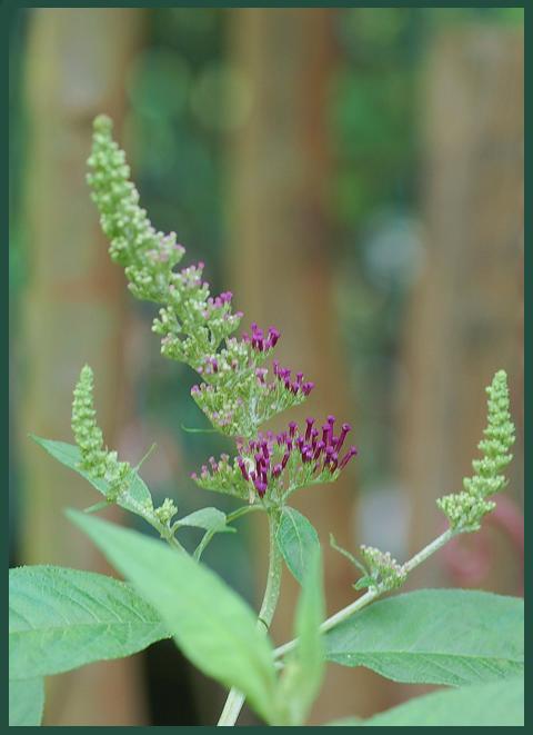 DSC_0141.JPG