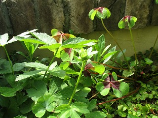 IMG_6170ss.jpg