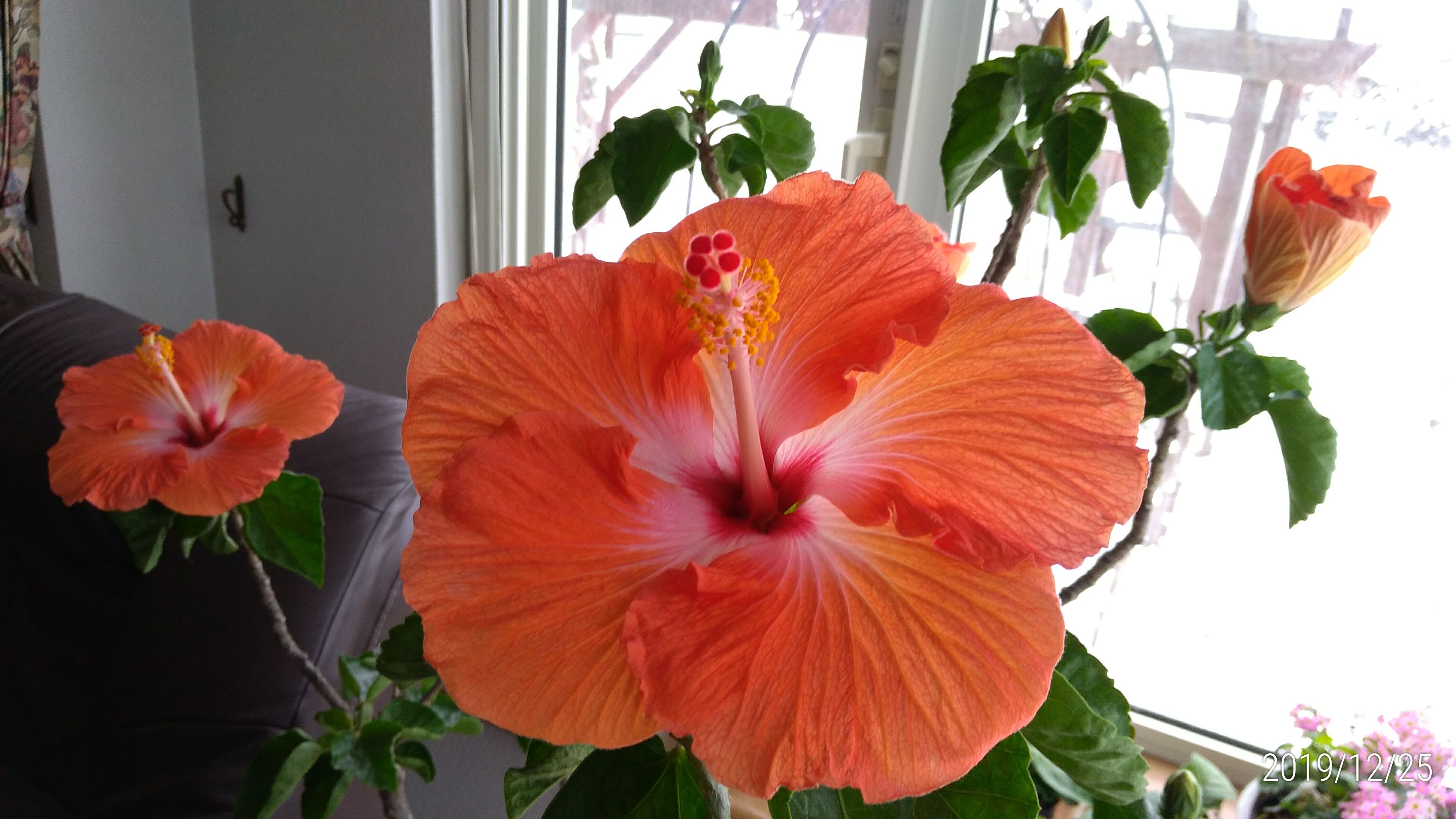 長寿のハイビスカス ルビーネックレスの花 花に癒されて 楽天ブログ