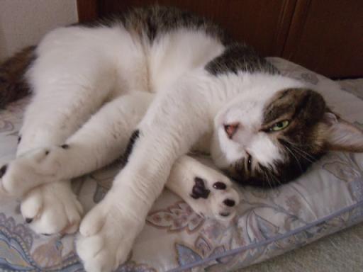 にゃんこ１２ 010.jpg
