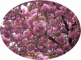 20120422_八重桜2.JPG