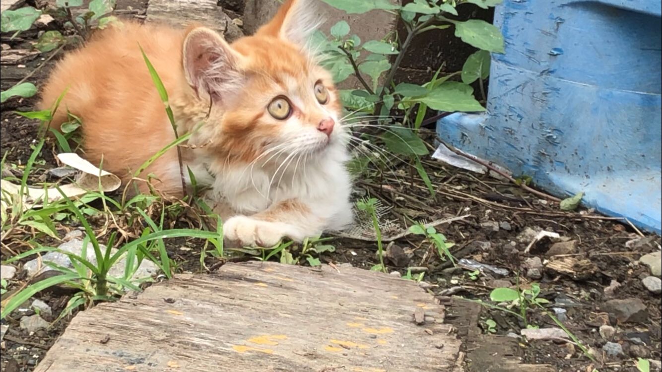 茶白猫家族 子猫 遥かなる時の彼方へ 楽天ブログ