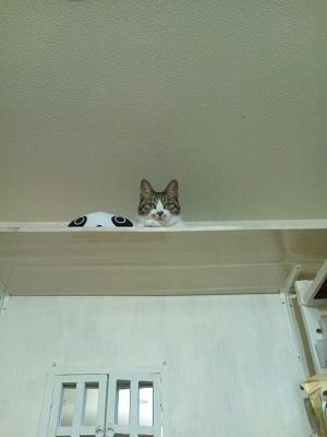 猫棚の上のたっくん