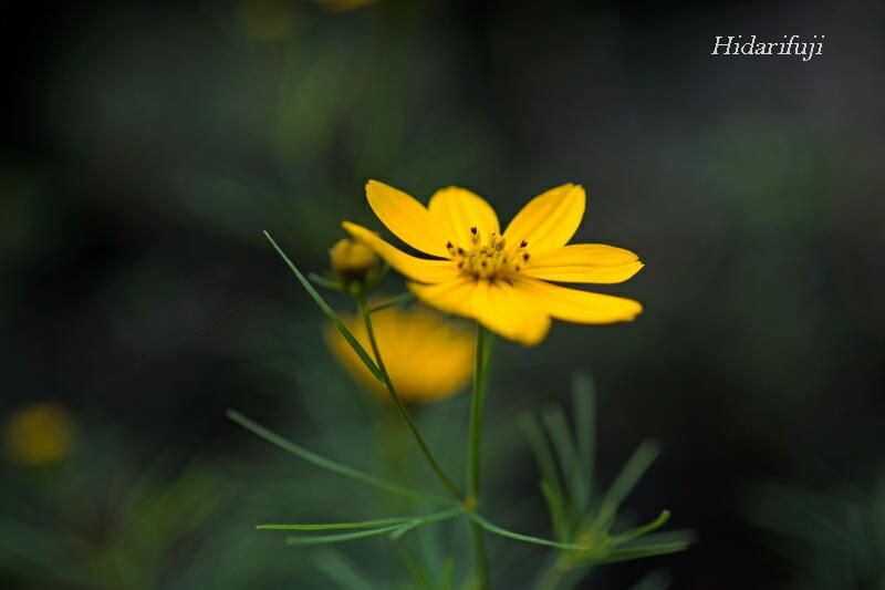 イトバハルシャギク (宿根コスモス) ブログ左富士写真館 楽天ブログ