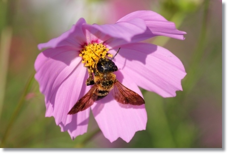 犀川コスモスロード-15 ミツバチ-2 13.9.28