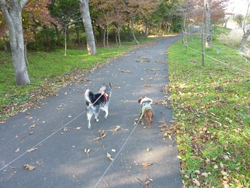 並んではしったよ~