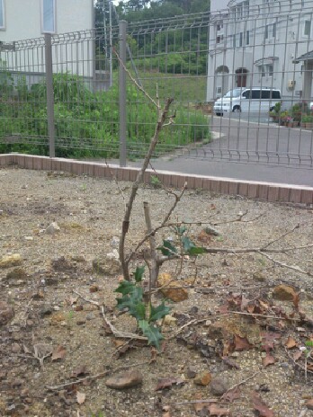 resizeman_20120723000335.jpg