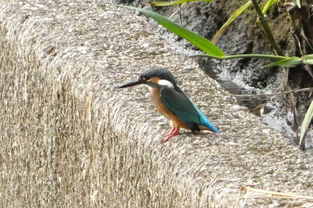 515
