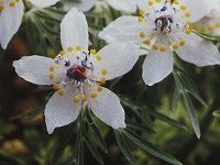 ２月２日の誕生花 セツブンソウ 節分草 の花言葉 人間嫌い 早春から春のひとときだけ姿を見せる山野草の ほほえみ 弥生おばさんのガーデニングノート 花と緑の365日 楽天ブログ