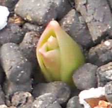 チューリップ ヨハンS2.jpg