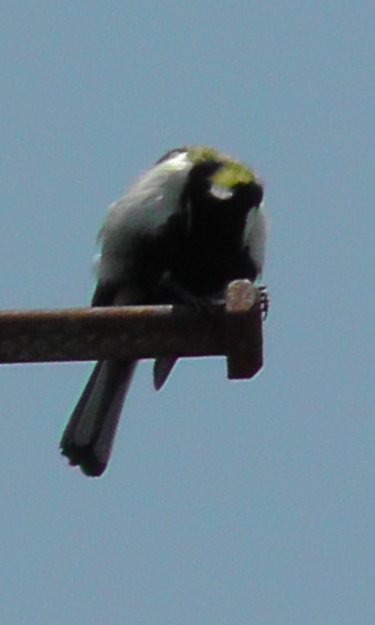 頭を下げるシジュウカラ