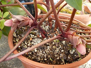 P1010392ss.jpg