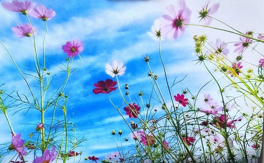 笑う門には健康来るヽ(^o^)丿