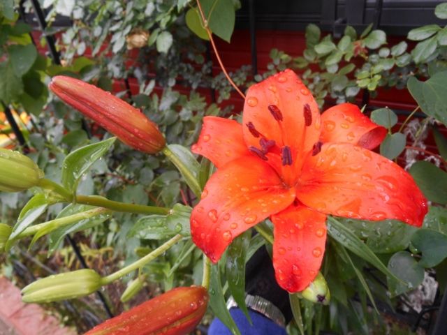 植えっぱなしのユリさんの開花 ウシッシ 華あそび 癒し隊との日々 楽天ブログ