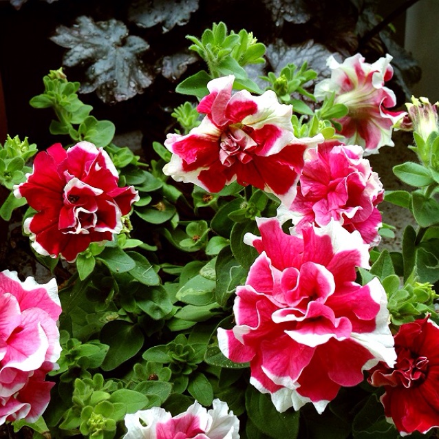 rblog-20130716055429-01.jpg