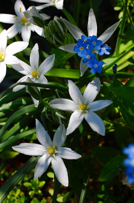 オーニソガラム　ウンベラータムの花